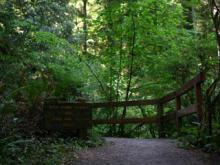 Simpson-Reed Grove Trail